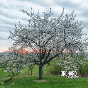 Serendipity by Orchard (Aidan Baker, ...