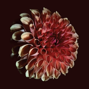 Unfolding by Moss, Jessica