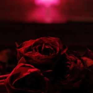 Roses by Paper Kites
