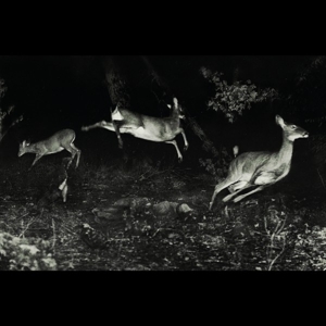 Trees Were Buzzing, and the Grass. by Wordcolour