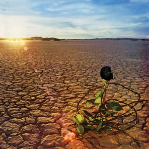 Black Rose by Jd Souther