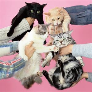 Neko To Allergy by Kinoko Teikoku