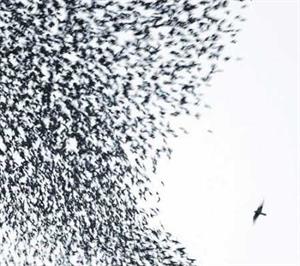 Sky Blue Sky by Wilco