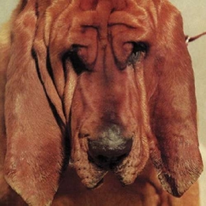 Goodbye Bread by Segall, Ty