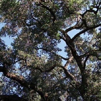 Trees by Manson, Charles