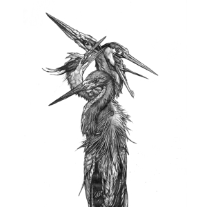 Hatch by Grand Blue Heron