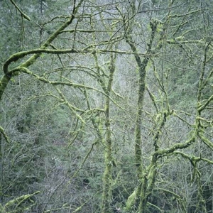Dust & Chimes by Six Organs of Admittance