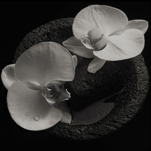 Corpse Flower by Patton & Vannier