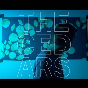 Cedars by Vanderslice, John