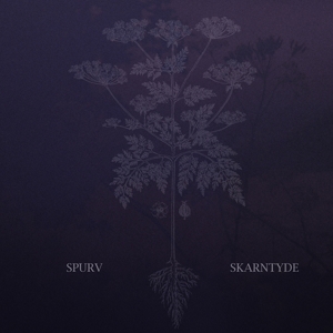Skarntyde by Spurv