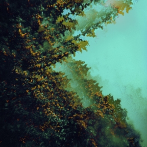 Caterpillars of Creation by Polymoon