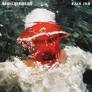 Bewilderment by Pale Jay