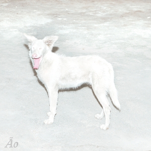 Malandra by Ao