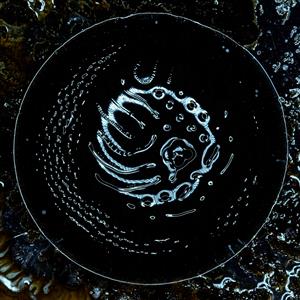 Stonus by Stonus
