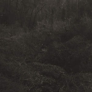 Transient by Mok, Lesley