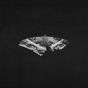 To Pimp a Butterfly by Lamar, Kendrick