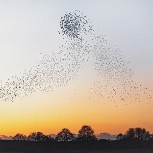 Dawn Chorus by Cooper, Erland